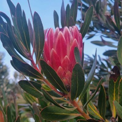 Pink protea flower bud with green leaves.