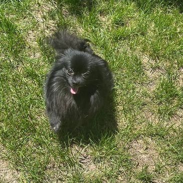 Oreo enjoying and nice day outside. 