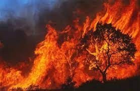 //img1.wsimg.com/isteam/ip/6f9a770b-8096-4555-996f-8abbefbd9eba/Trees%20Burned%204.jpeg/:/rs=w:1300,h:800