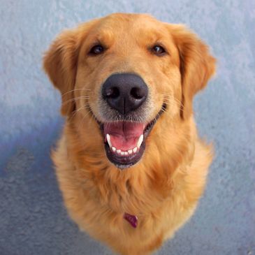 Arya, Golden Retriever breeding dog