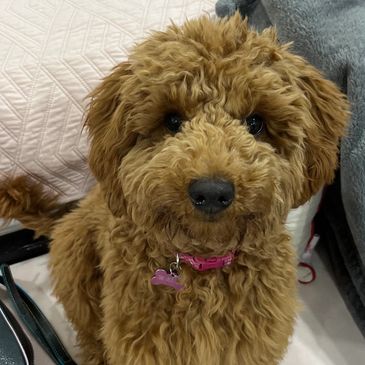 Mila, mini goldendoodle breeding dog 