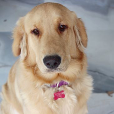 Luna, Golden retriever breeding dog