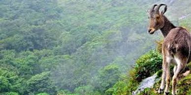 Mountain goat standing on a cliff overlooking a forested valley.