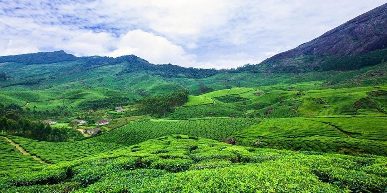 Lush green tea plantations spread across rolling hills under a partly cloudy sky.