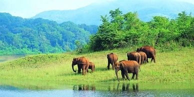 A herd of elephants grazing near a lake in a lush green landscape.