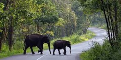A mother elephant and her calf crossing a forest road.