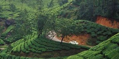A white car drives through lush green tea plantations on a winding hill road.