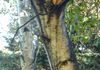 Sooty mold growing on a white birch tree.  The honeydew (excrement) dripping from above provided the nutrients for the sooty mold to grow.