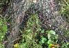 Dead spotted lanternflies on the ground beneath a treated tree after the first "migration wave".