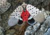 SLF showing "split wings" revealing the showy red under wings.  This can be a natural "startle" response, or the results of insecticide exposure.