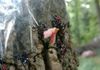 Last instar nymph caught in sticky tape, molting into an adult spotted lanternfly.  The color changes within hours.