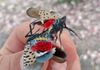 Spotted Lanternflies copulating.  Larger female on the left/ below.  Smaller male above and right.   Female has red ovipositor at back of abdomen.