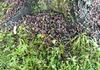 Dead spotted lanterflies beneath a treated tree after the 2nd migration wave.