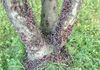 Spotted lanternflies with "split wings" after feeding on a systemically treated maple tree.