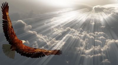 eagle flying in sky to light