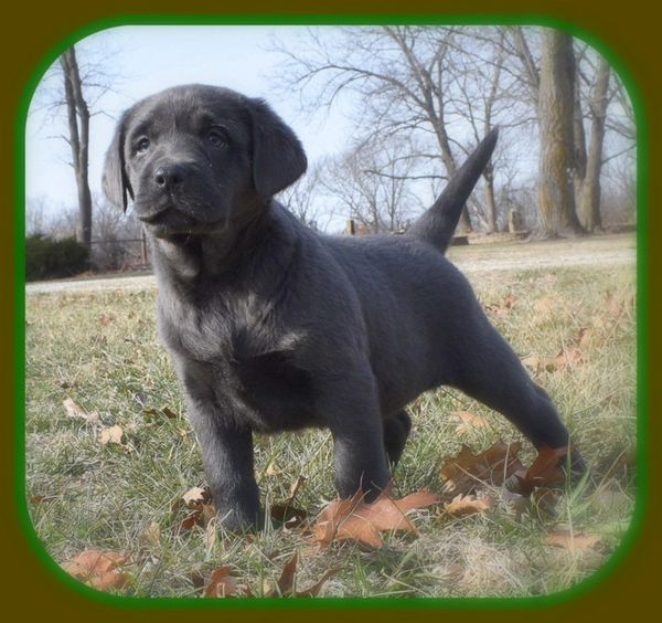 Wea Creek Labradors Silver Labrador Labrador Retriever Breeder