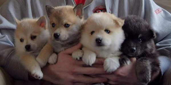 Pomsky Puppies