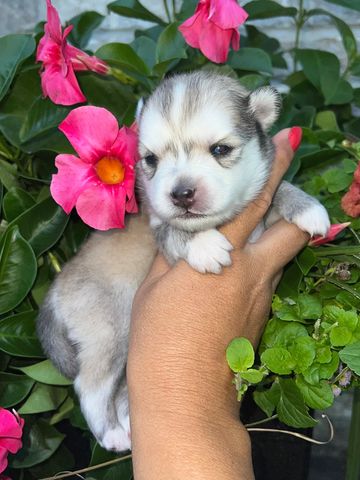 Adorable pomsky puppy