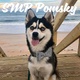 Southern Minnesota Pomskies