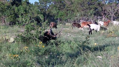 Various Ranch images