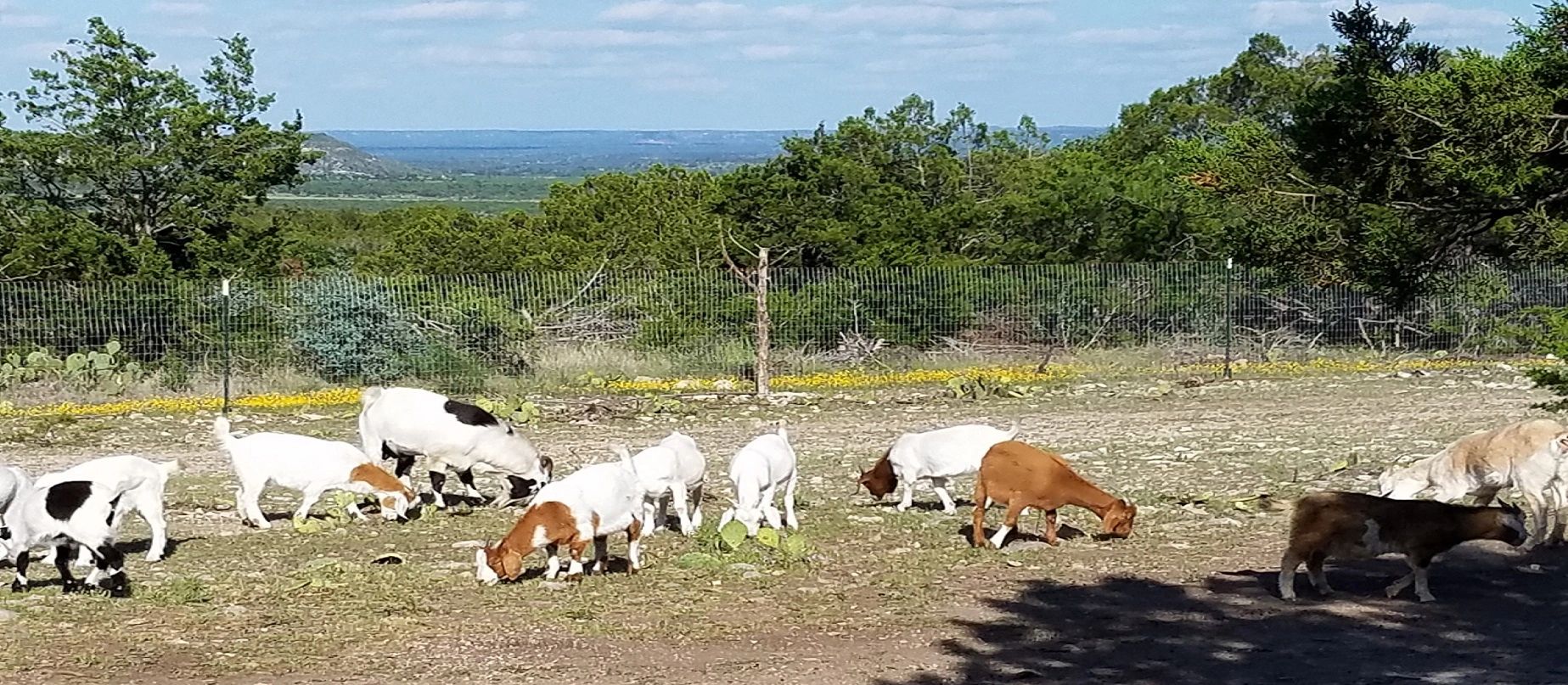 Norcross Ranch photo 5