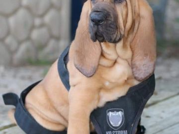This beautiful bloodhound currently training in our nonprofit volunteer foster program. 