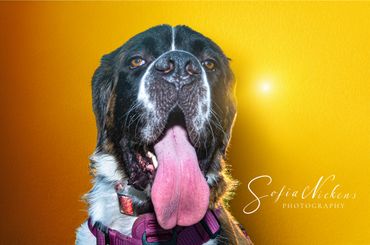 Close-up of a happy dog with its tongue out against a bright yellow background.