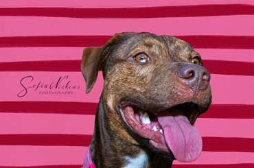 Happy brindle dog with tongue out against a pink striped background.