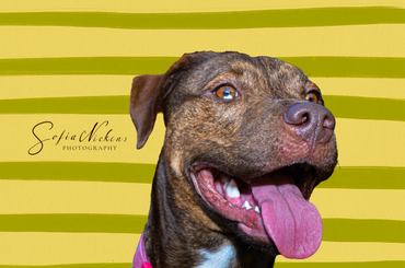 Happy dog panting with tongue out against a yellow and green striped background.