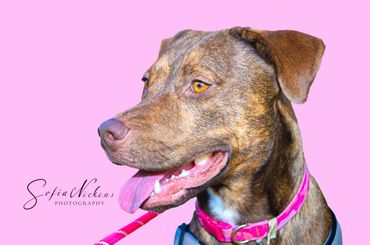 Close-up of a happy brown dog with a pink collar against a pink background.