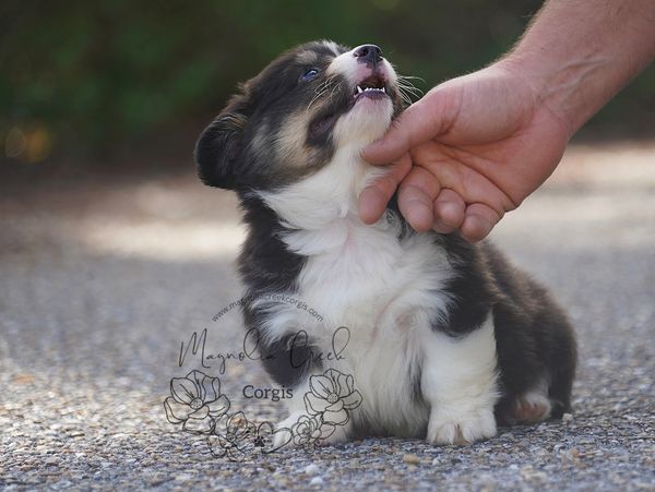 Toysmith Epic Puppies - Corgi