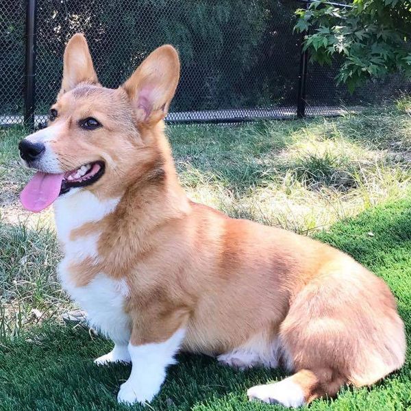 Additional Info | Magnolia Creek Corgis