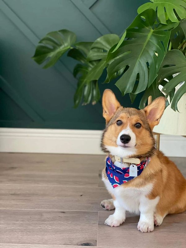 Additional Info Magnolia Creek Corgis