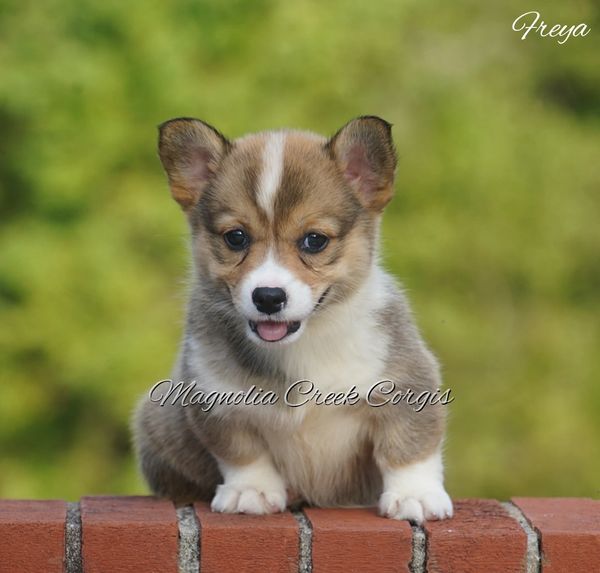 Additional Info | Magnolia Creek Corgis