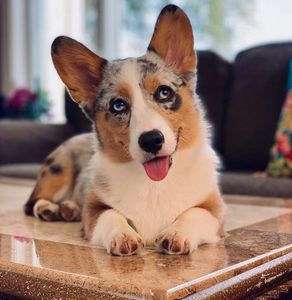 Welsh Corgi Puppies