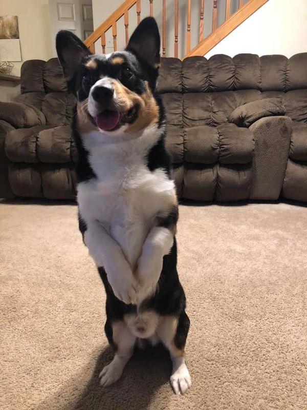 Glamour coat corgi online