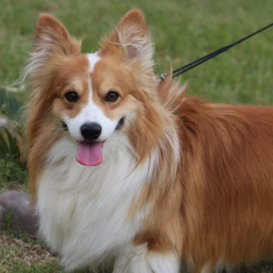 are corgies are long haired dogs