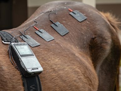 Electrotherapy device attached to a horse's back for treatment.