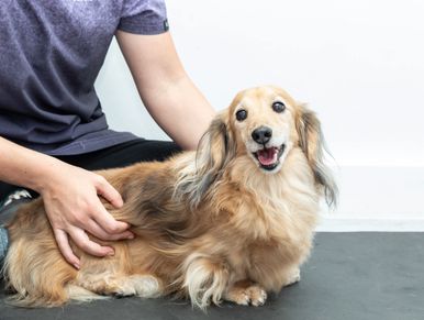 A happy long-haired dog being petted by a person.