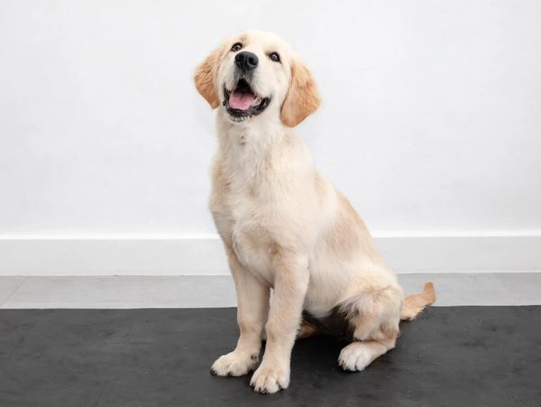 Happy golden retriever puppy sitting on a black floor against a white wall.