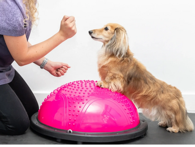 A dog balances paws on a pink exercise ball while owner gives commands.