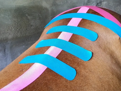 Colorful kinesiology tape applied to a horse's back.
