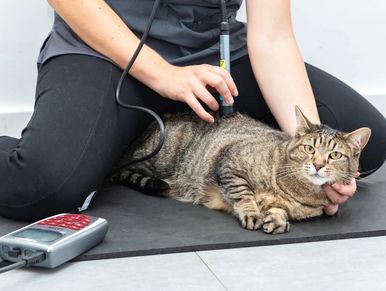 Veterinarian performing ultrasound on a tabby cat.