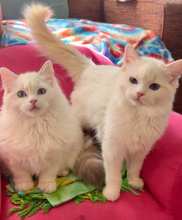 Ragdoll kittens ragdoll breeder nc