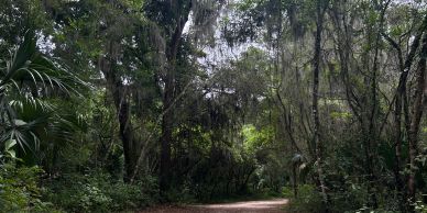 Forest path through dense trees.