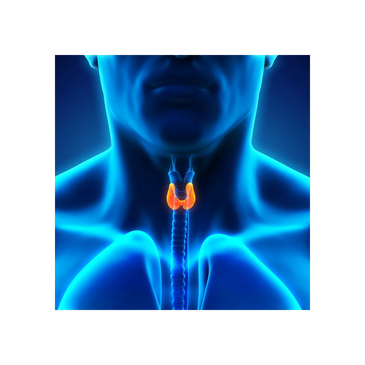 Evaluation and treatment of hypothyroidism and Hashimoto