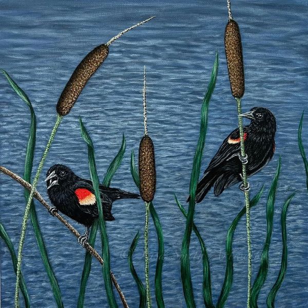 Red Winged Blackbirds
12x12"  Acrylic on Canvas