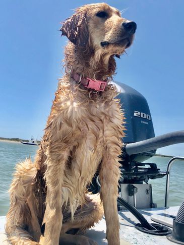 Goldendoodles s Cajun Doodle and Retriever s