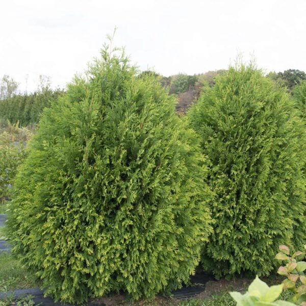 ARBORVITAE CHEER DROPS™ ‘PW - Six (6) Plants