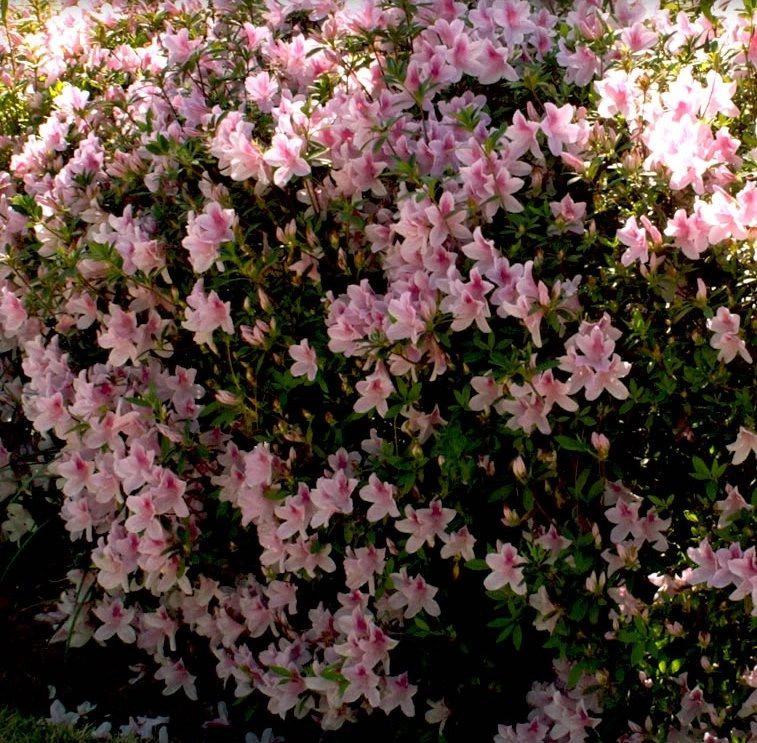 Azalea GEORGE TABOR (WHITE W/PINK THROAT) (2-Inch Containers)